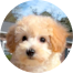 Poochon Puppies For Sale - Simply Southern Pups